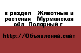  в раздел : Животные и растения . Мурманская обл.,Полярный г.